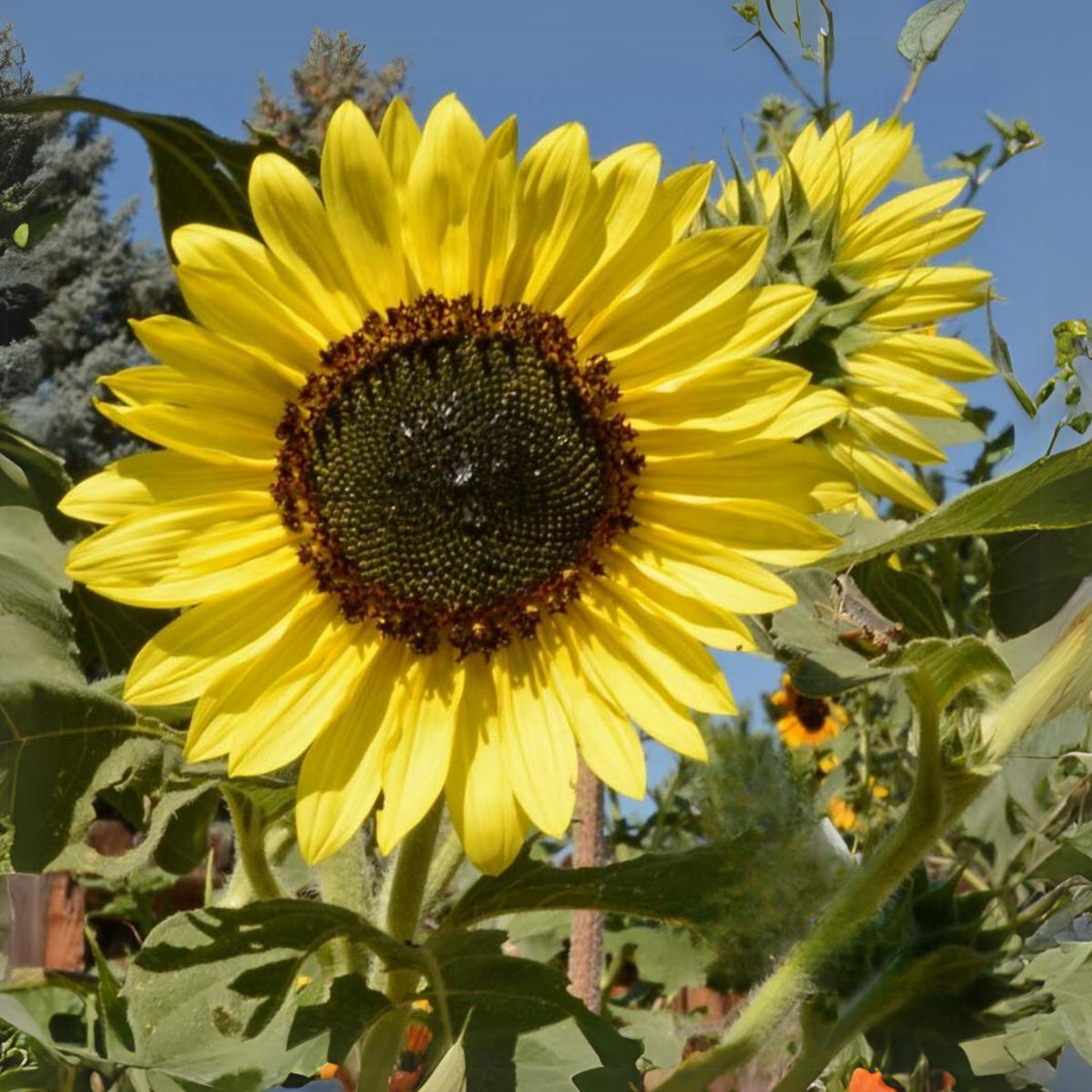 Moonshine Sunflower Seeds - Attracts Bees & Butterflies, 25+ seeds