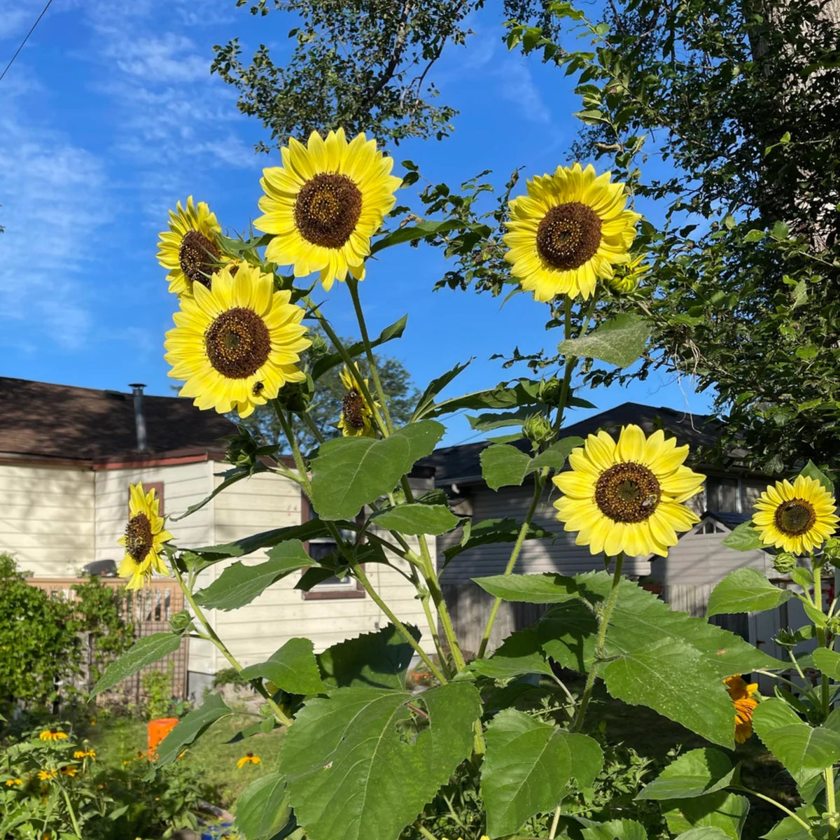 Moonshine Sunflower Seeds - Attracts Bees & Butterflies, 25+ seeds
