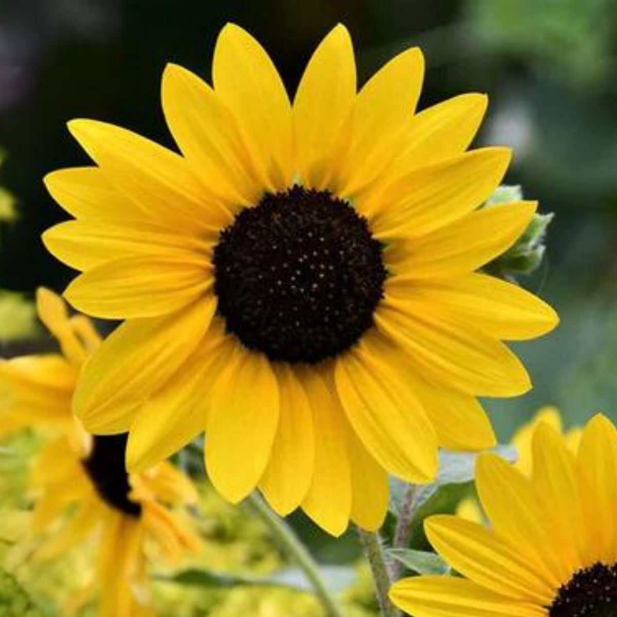 Moonshine Sunflower Seeds - Attracts Bees & Butterflies, 25+ seeds