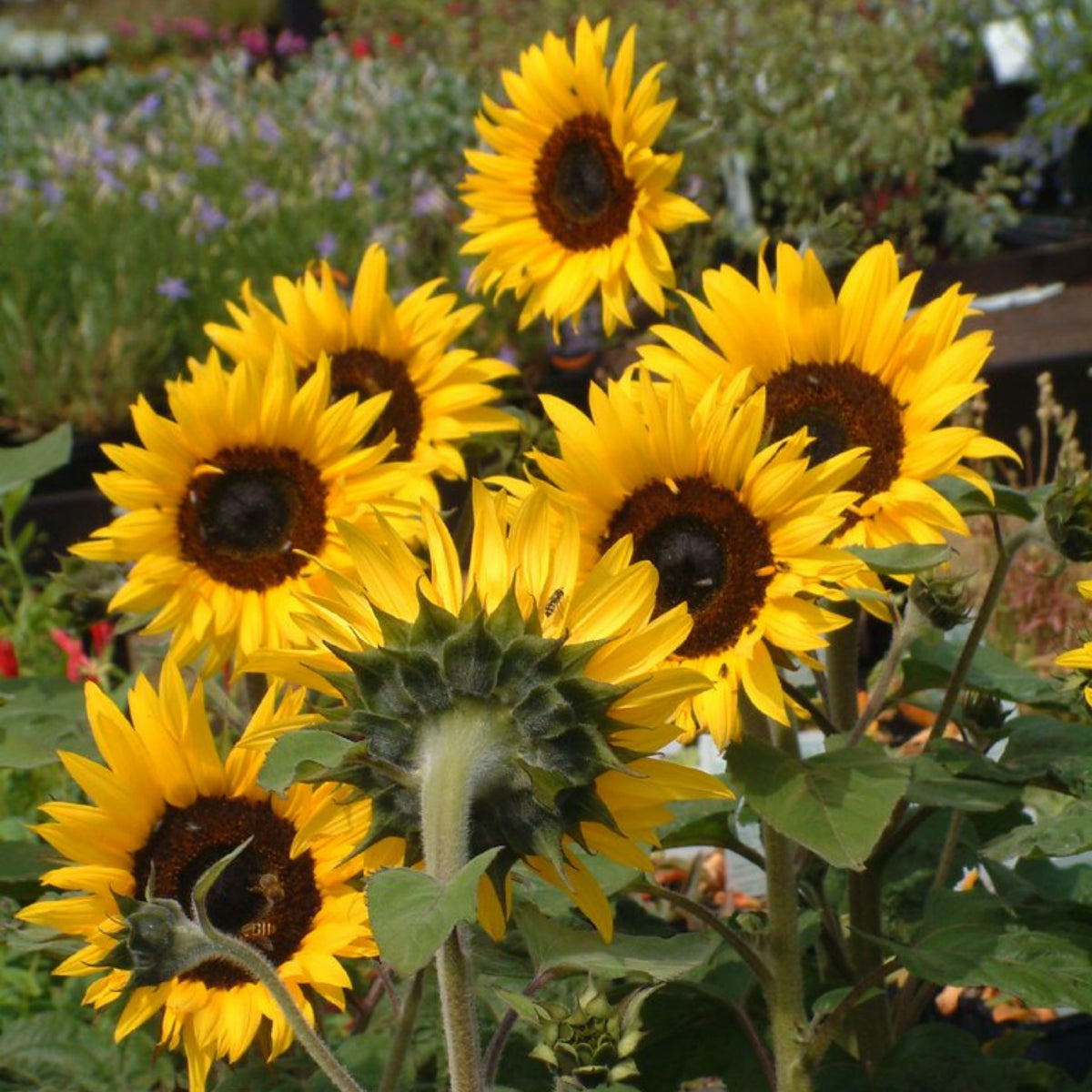 Moonshine Sunflower Seeds - Attracts Bees & Butterflies, 25+ seeds