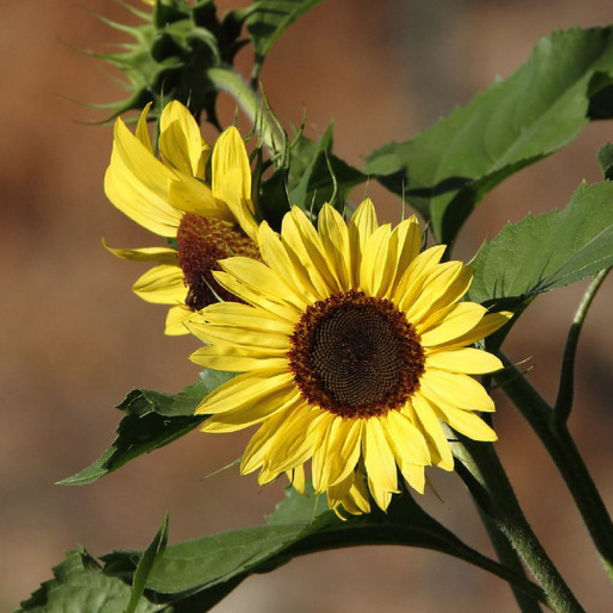 Moonshine Sunflower Seeds - Attracts Bees & Butterflies, 25+ seeds