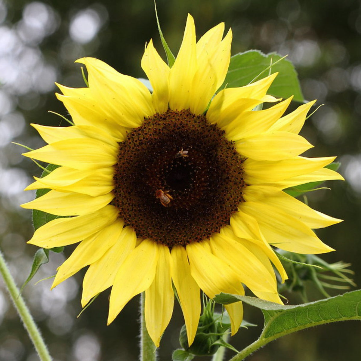 Moonshine Sunflower Seeds - Attracts Bees & Butterflies, 25+ seeds