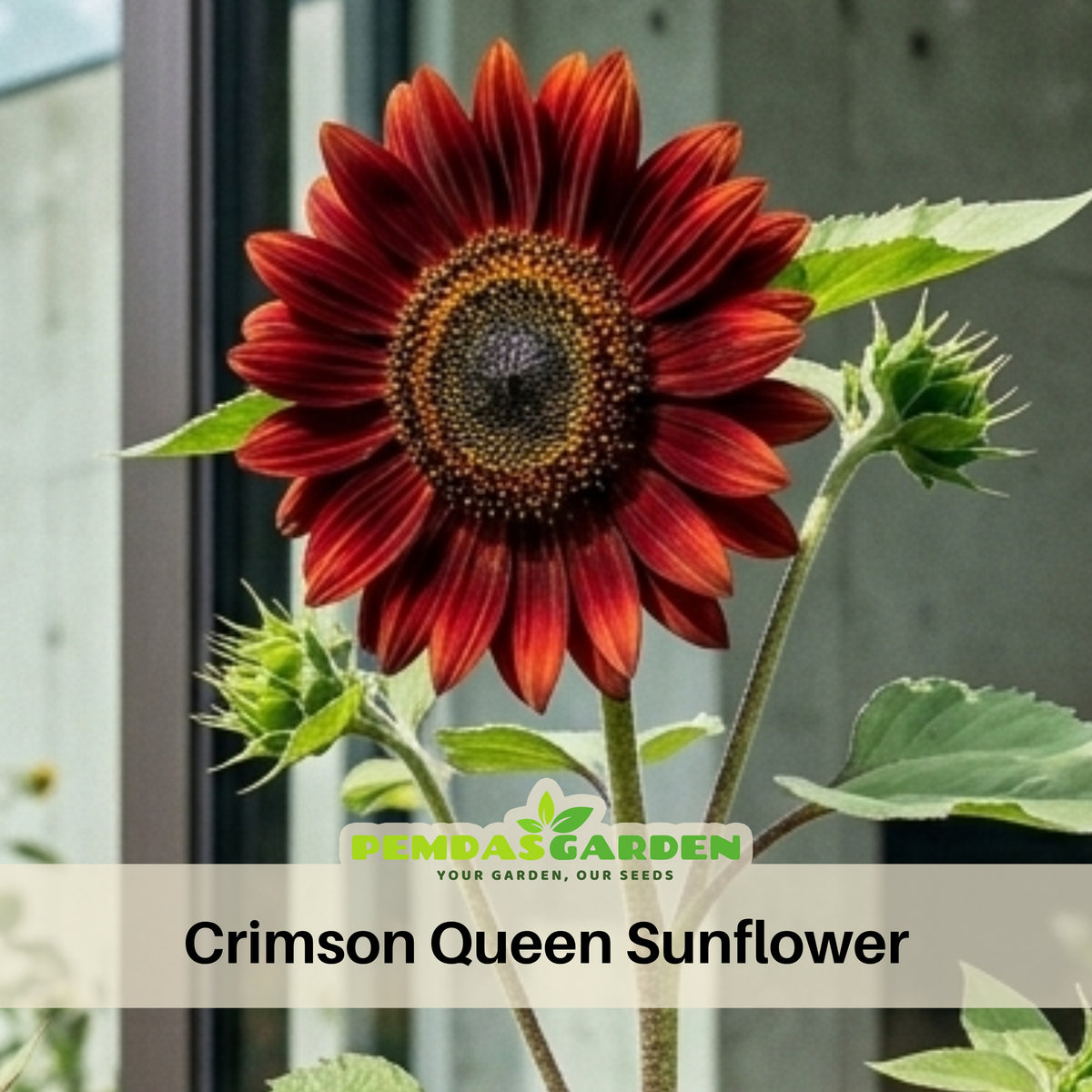 Crimson Queen Sunflower Seeds - Attracts Bees & Butterflies, 25+ seeds