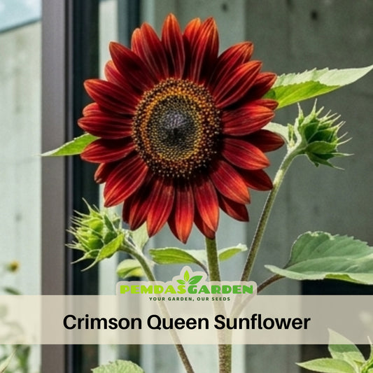 Crimson Queen Sunflower Seeds - Attracts Bees & Butterflies, 25+ seeds