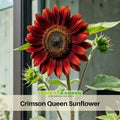 25+ Seeds-Crimson Queen Sunflower Seeds - Helianthus Tall Giant and Dwarf Varieties for Garden Pollinator Friendly Easy to Grow, Fast growing, Attracts bees & butterflies#E035