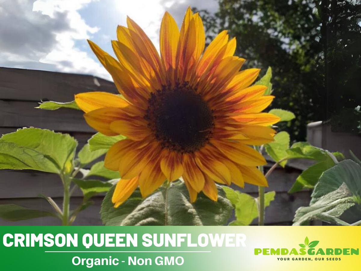 25+ Seeds-Crimson Queen Sunflower Seeds For Planting #E035