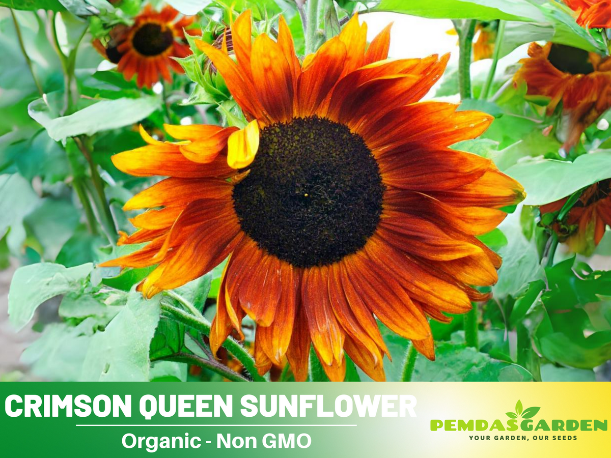 25+ Seeds-Crimson Queen Sunflower Seeds For Planting #E035