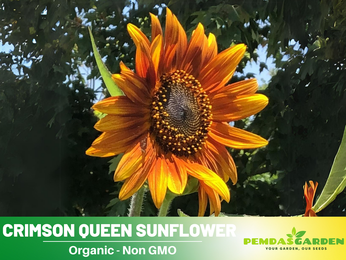 25+ Seeds-Crimson Queen Sunflower Seeds For Planting #E035