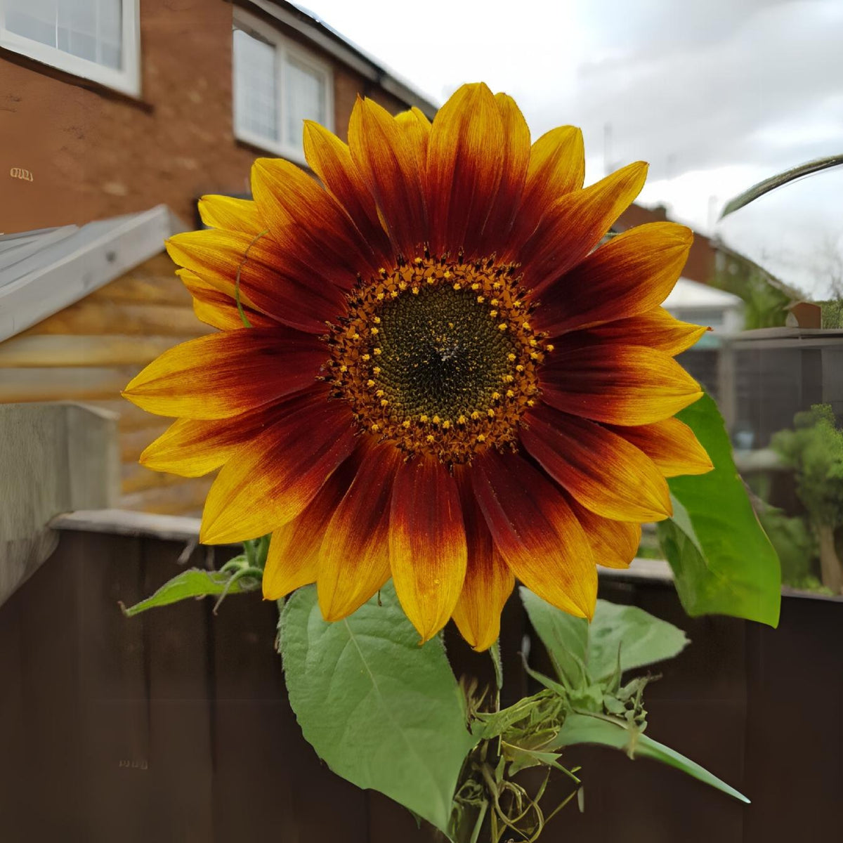 Crimson Queen Sunflower Seeds - Attracts Bees & Butterflies, 25+ seeds