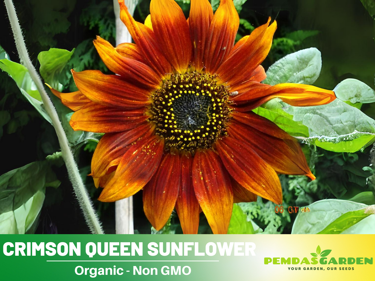 25+ Seeds-Crimson Queen Sunflower Seeds For Planting #E035