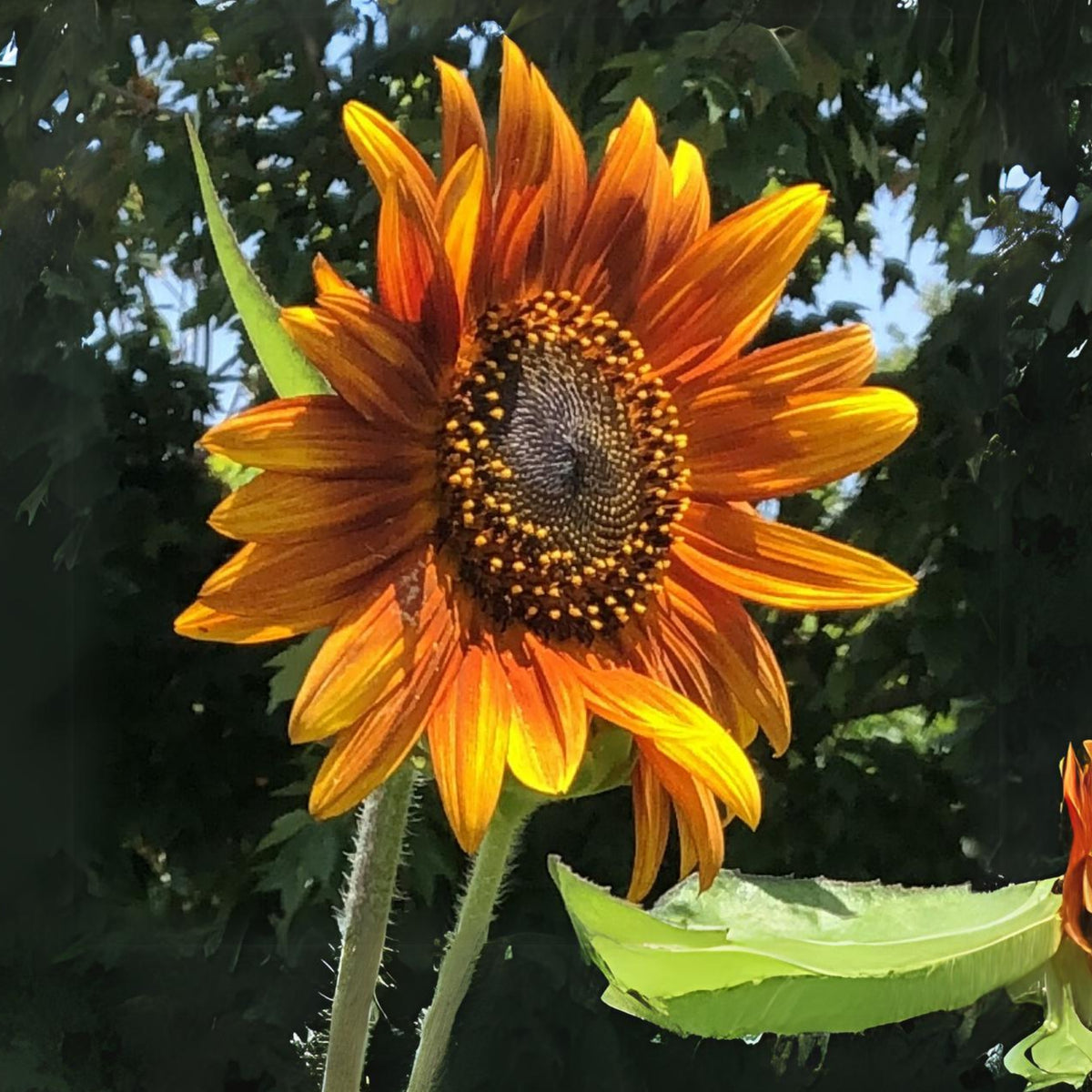 Crimson Queen Sunflower Seeds - Attracts Bees & Butterflies, 25+ seeds