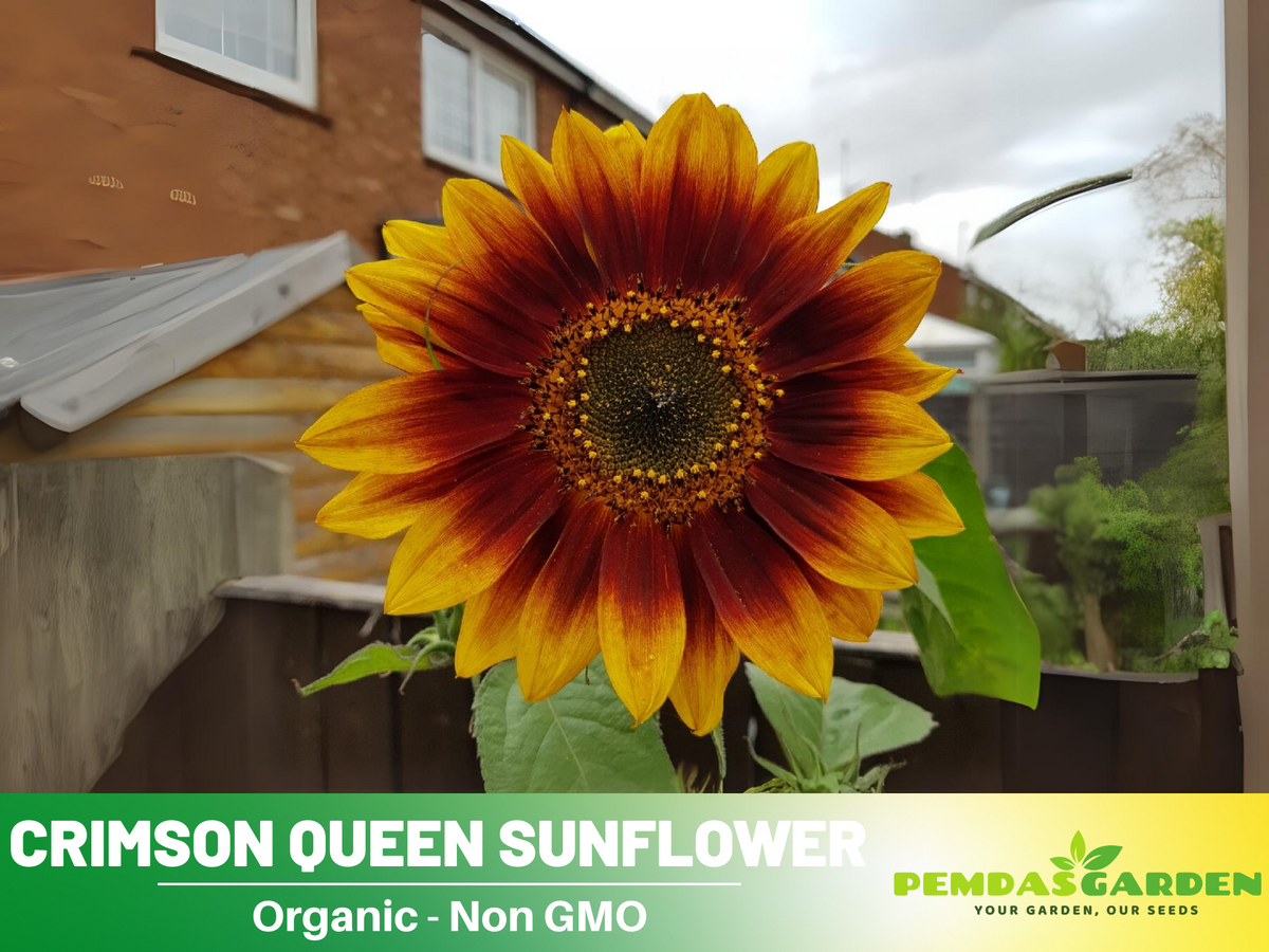 25+ Seeds-Crimson Queen Sunflower Seeds For Planting #E035