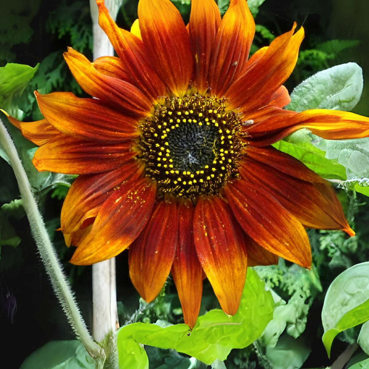 Crimson Queen Sunflower Seeds - Attracts Bees & Butterflies, 25+ seeds