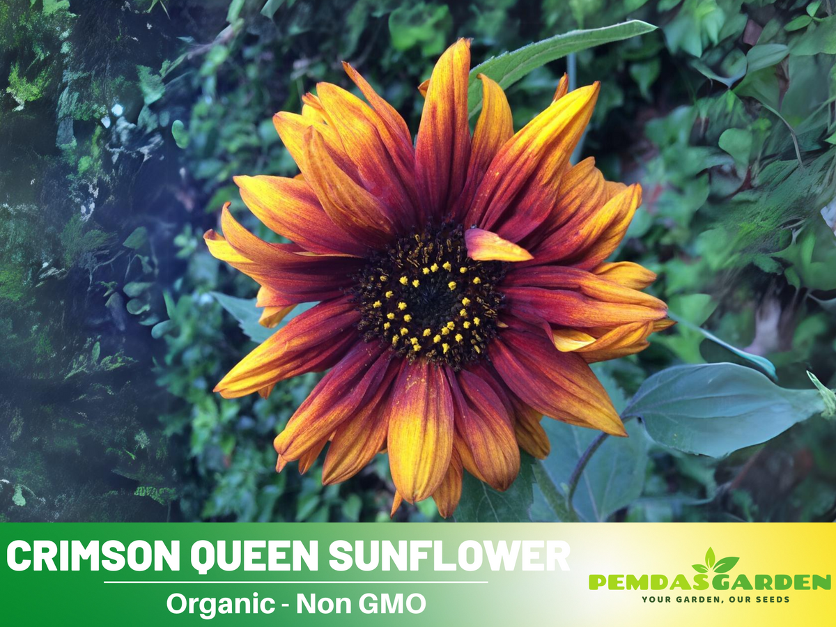 25+ Seeds-Crimson Queen Sunflower Seeds For Planting #E035