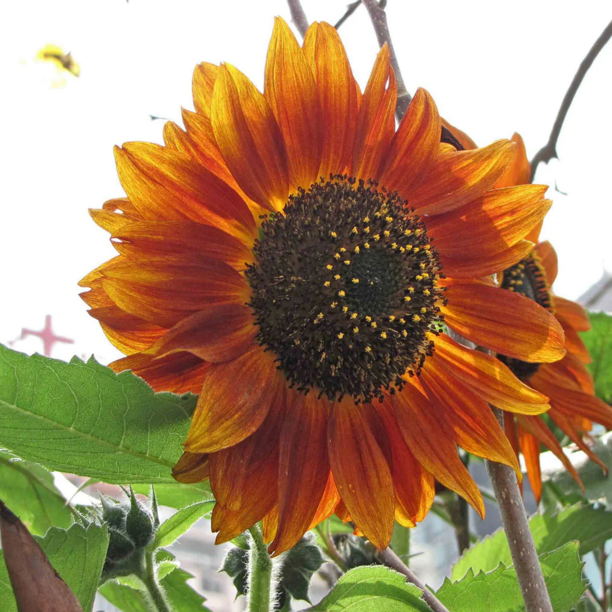 Crimson Queen Sunflower Seeds - Attracts Bees & Butterflies, 25+ seeds