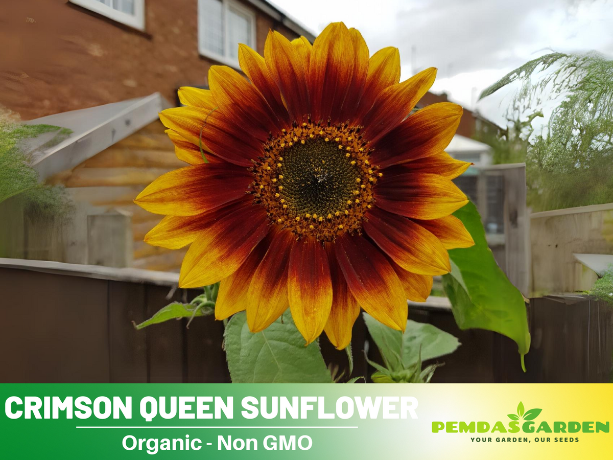 25+ Seeds-Crimson Queen Sunflower Seeds For Planting #E035