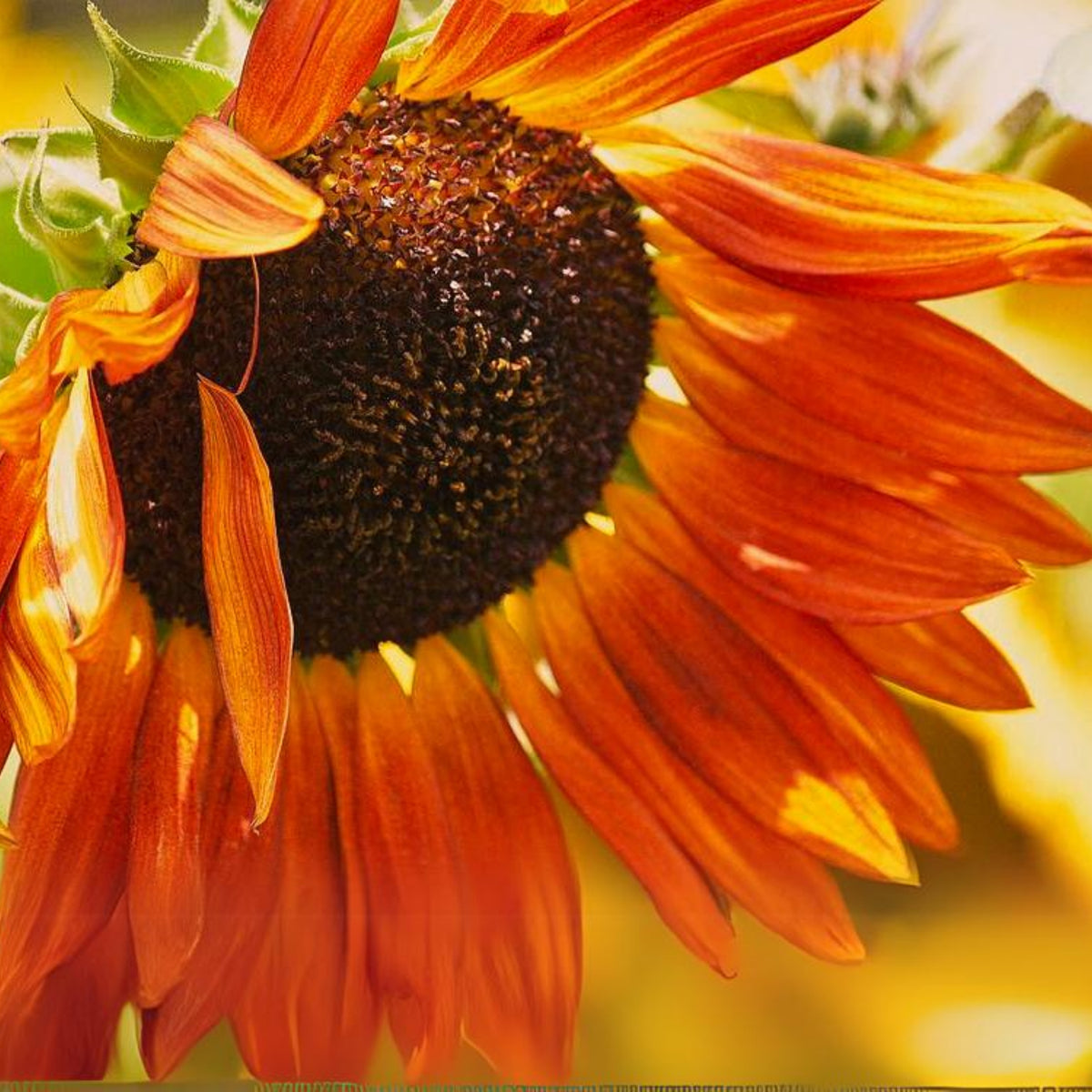 Crimson Queen Sunflower Seeds - Attracts Bees & Butterflies, 25+ seeds