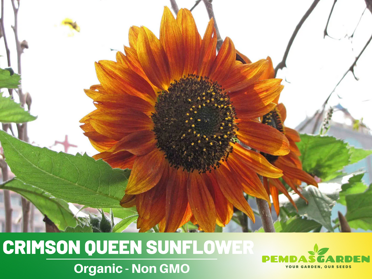 25+ Seeds-Crimson Queen Sunflower Seeds For Planting #E035