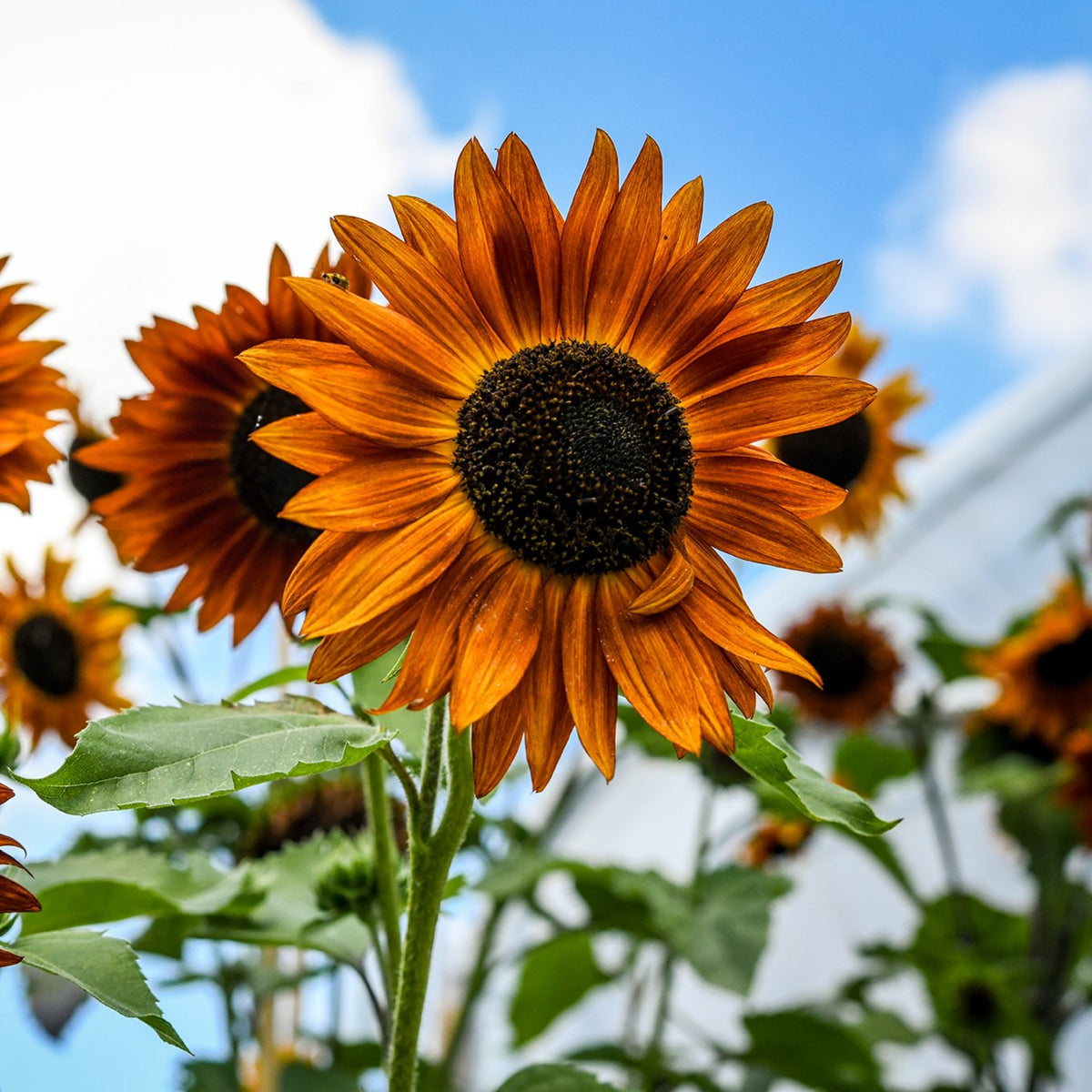 Crimson Queen Sunflower Seeds - Attracts Bees & Butterflies, 25+ seeds