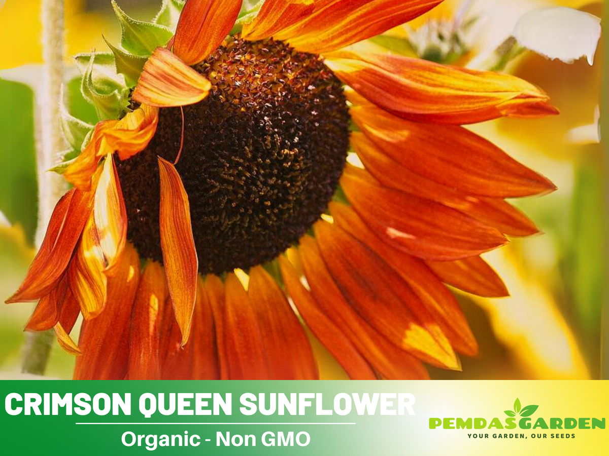 25+ Seeds-Crimson Queen Sunflower Seeds For Planting #E035