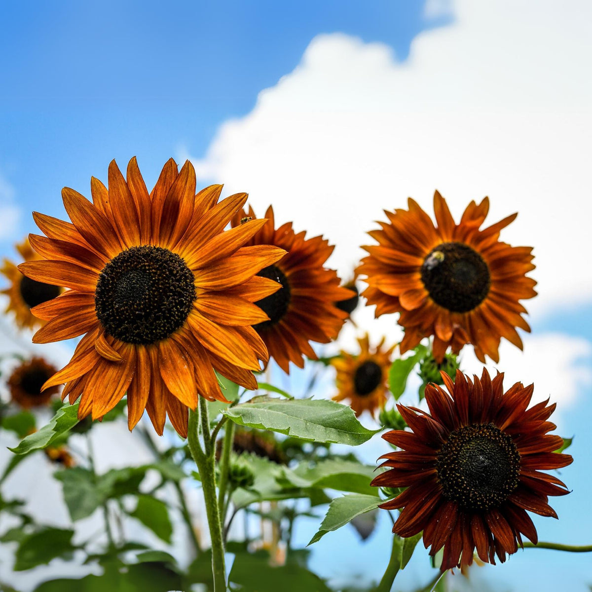 Crimson Queen Sunflower Seeds - Attracts Bees & Butterflies, 25+ seeds