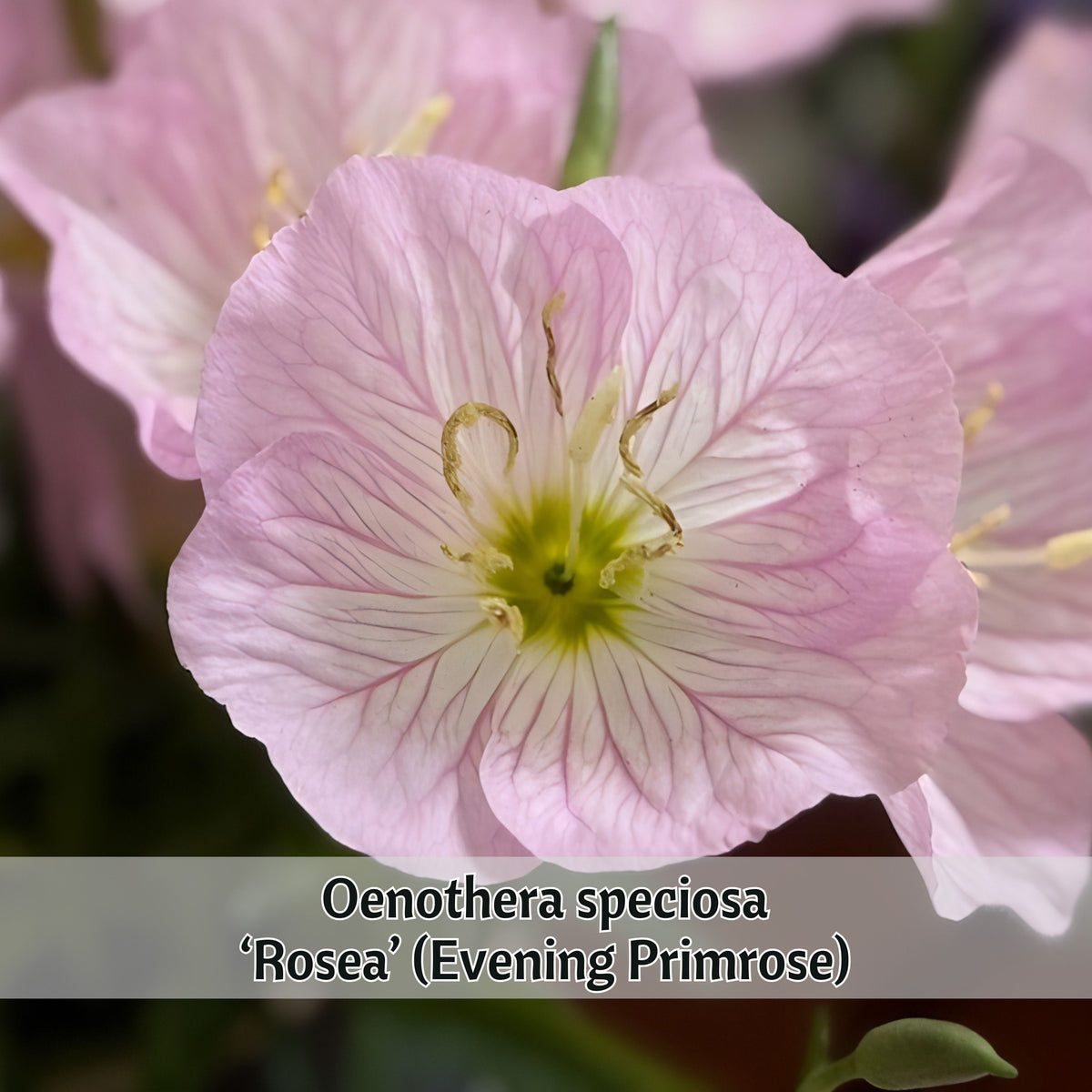 Oenothera Speciosa ‘Rosea’ (Evening Primrose) Seeds, 30 seeds
