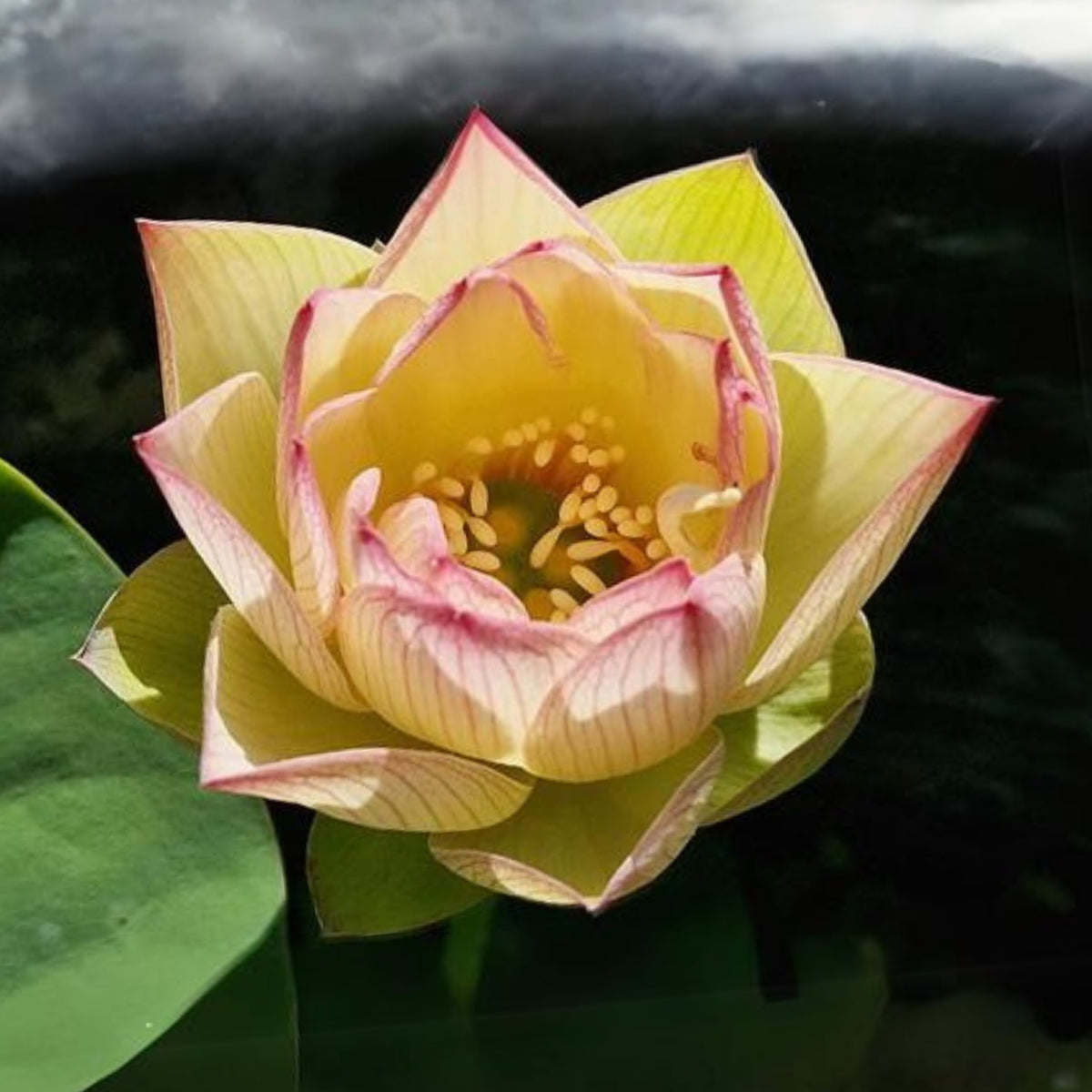 5+ Rare Seeds - Splendid Sunset Lotus Seeds, Water Plant Seeds