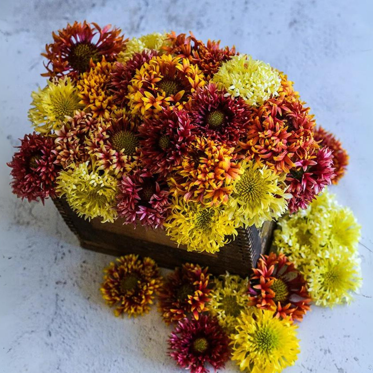 Double Mix Indian Blanket Seeds - Blanket Flower, 20 seeds