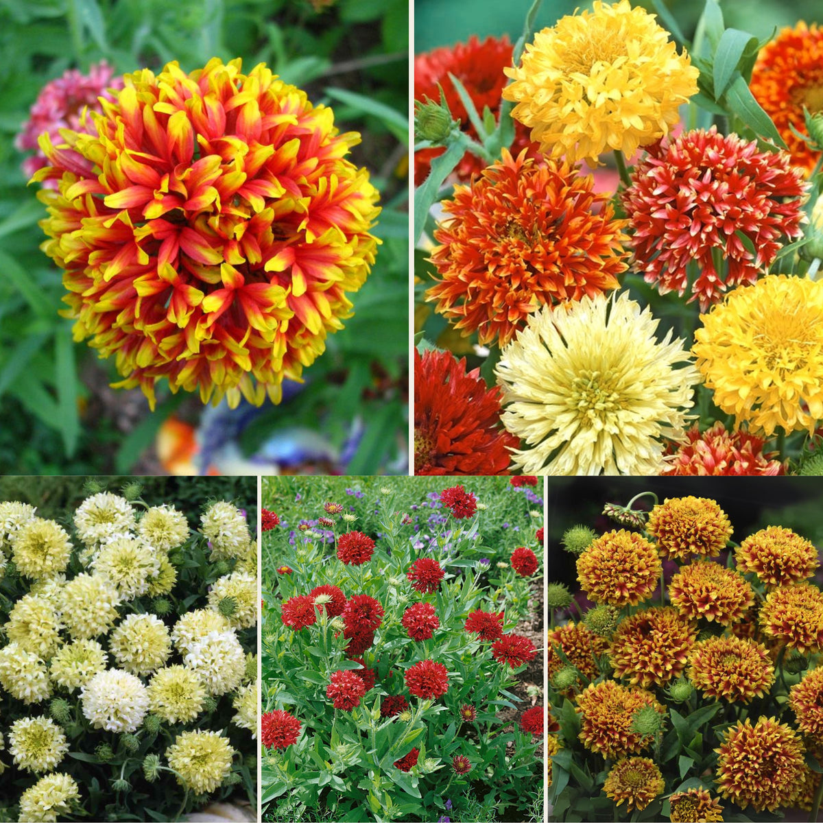 Indian Blanket Seeds - Double Mix, Blanket Flower, 20 seeds