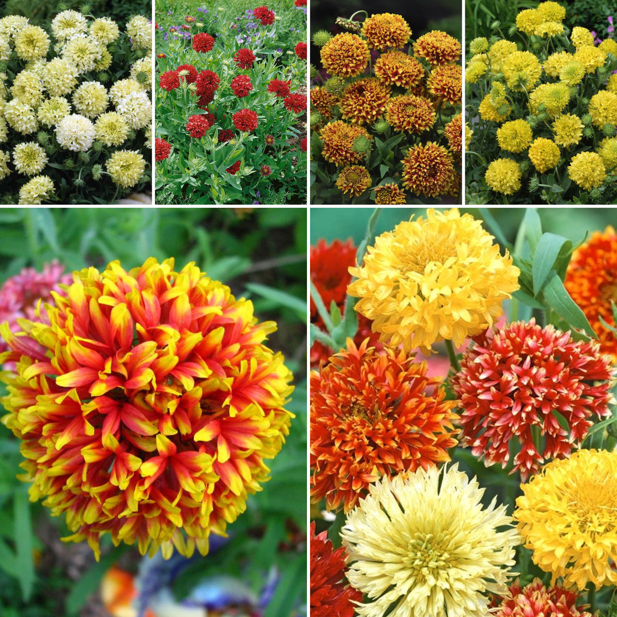Indian Blanket Seeds - Double Mix, Blanket Flower, 20 seeds