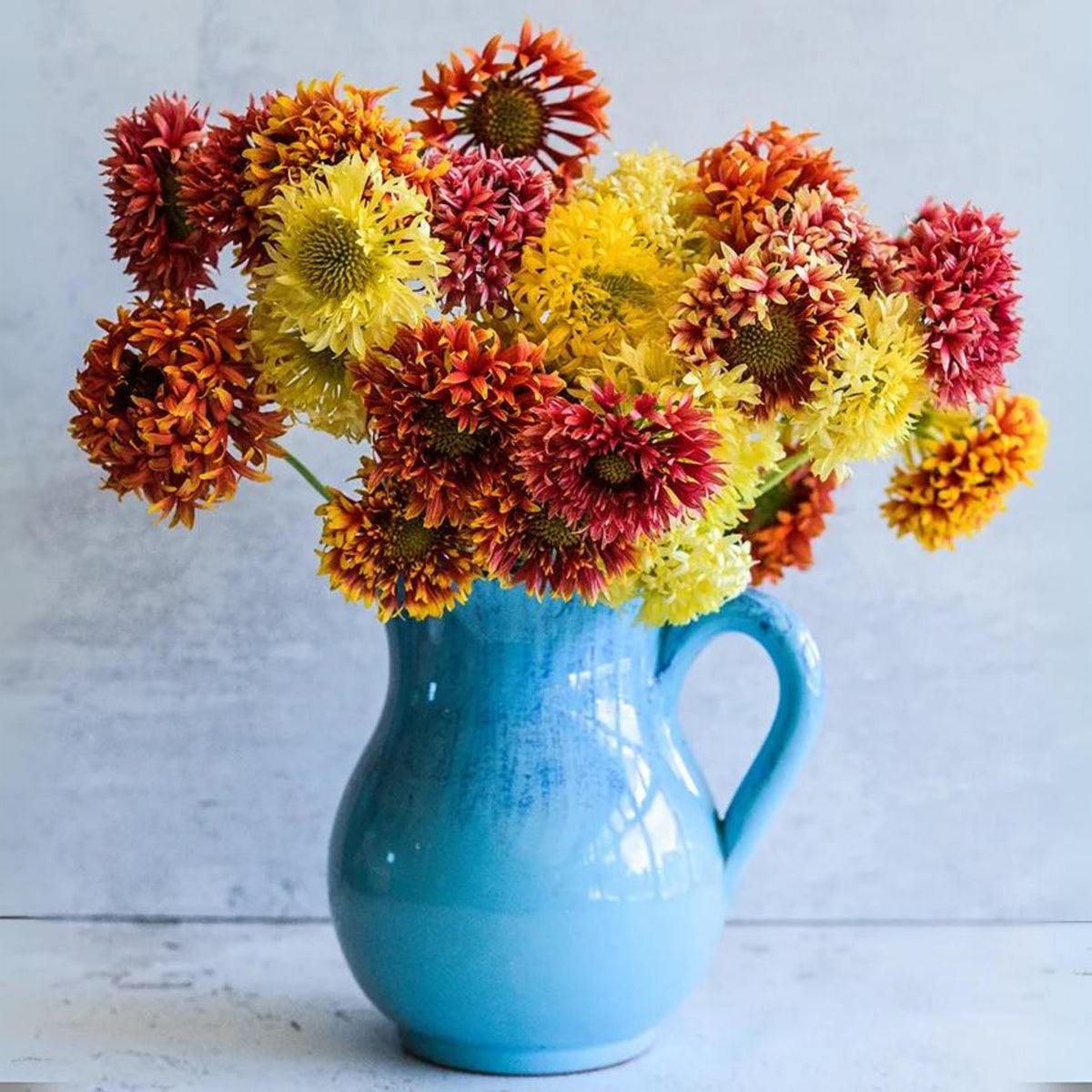 Indian Blanket Seeds - Double Mix, Blanket Flower, 20 seeds