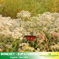 105 Seeds| Boneset Seeds – Eupatorium Herb Seeds #6027, Heirloom, Non-GMO, Hardy Perennial, Clusters of White Flowers, Pollinator Friendly, Easy to Grow, Traditional Medicinal Herb for Herbal and Cottage Gardens