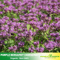 55 Seeds| Bee Balm Purple Bergamot (Horsemint) Seeds - Herbs Seeds #6021