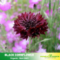 30 Seeds| Black Bachelor’s Button Cornflower Black (Centaurea Cyanus) Seeds -Heirloom – Non-GMO – Striking Black Blooms – Easy to Grow – Pollinator Friendly – Annual – Cut Flowers – Dried Flowers – Cottage Garden – Summer Color#6022