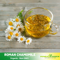 305 Seeds| Chamomile Roman Flower Seeds – Heirloom, Non-GMO, Perennial Medicinal Herb, Fragrant White Daisy-Like Blooms, Easy to Grow, Perfect for Herbal Teas, Pollinator Gardens, Borders, and Containers#6026
