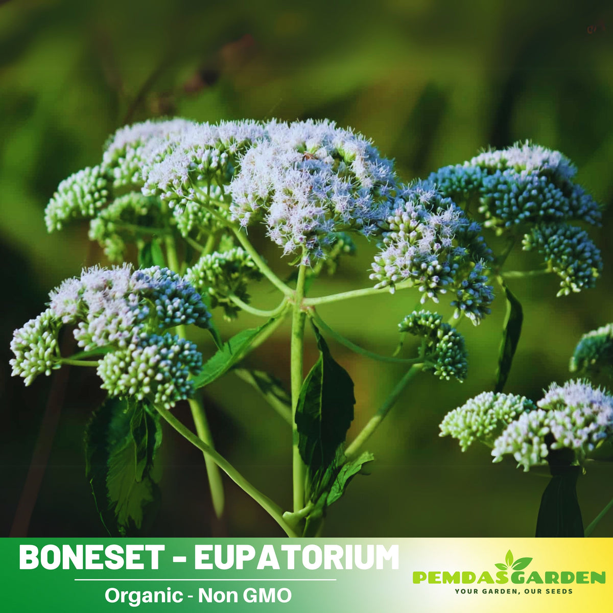 105 Seeds| Boneset Seeds – Eupatorium Herb Seeds #6027, Heirloom, Non-GMO, Hardy Perennial, Clusters of White Flowers, Pollinator Friendly, Easy to Grow, Traditional Medicinal Herb for Herbal and Cottage Gardens