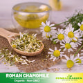 305 Seeds| Chamomile Roman Flowers Seeds- Heirloom – Non-GMO – Perennial – Fragrant Blooms – Medicinal Herb – Herbal Tea – Pollinator Friendly – Easy to Grow – Ornamental – Garden to Table#6026