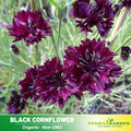 30 Seeds| Black Bachelor’s Button - Cornflower Black Seeds – Heirloom, Non-GMO, Striking Dark Blooms, Easy to Grow Annual, Attracts Bees & Butterflies, Great for Pollinator Gardens, Borders, Cut Flowers, and Cottage Garden Landscapes#6022