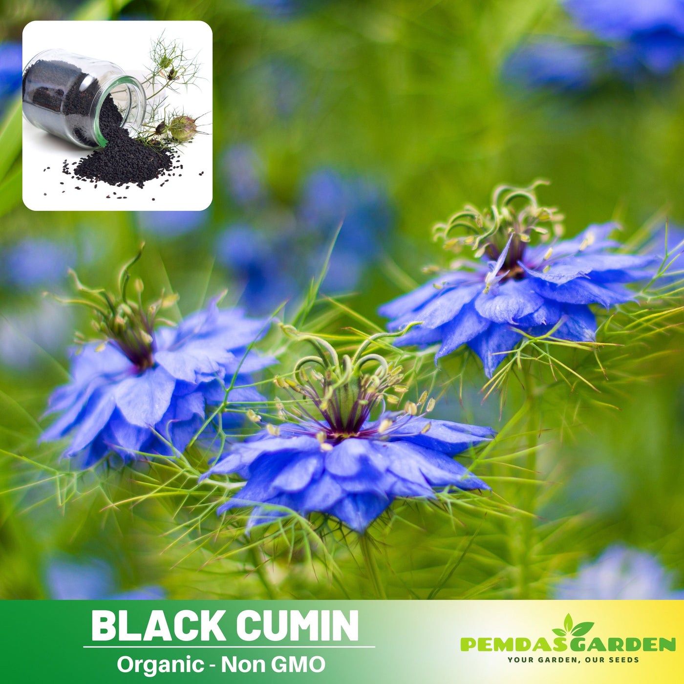 kalonji seeds plant 55 Seeds| Black Cumin Seeds – Charnushska Nigella sativa, Heirloom, No – PEMDASGARDEN