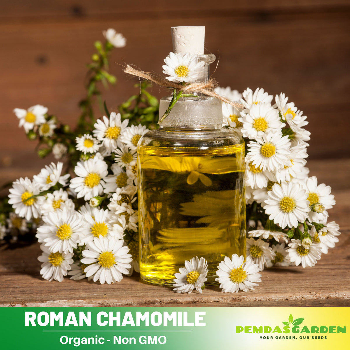305 Seeds| Chamomile Roman Flower Seeds – Heirloom, Non-GMO, Perennial Medicinal Herb, Fragrant White Daisy-Like Blooms, Easy to Grow, Perfect for Herbal Teas, Pollinator Gardens, Borders, and Containers#6026