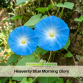 30+ Rare Seeds - Heavenly Blue Morning Glory Seeds- Ipomoea Climbing Vine Fast Growing Annual Flower with Colorful Blooms for Garden Trellis Fence, Attracts Hummingbirds And Butterflies #F001