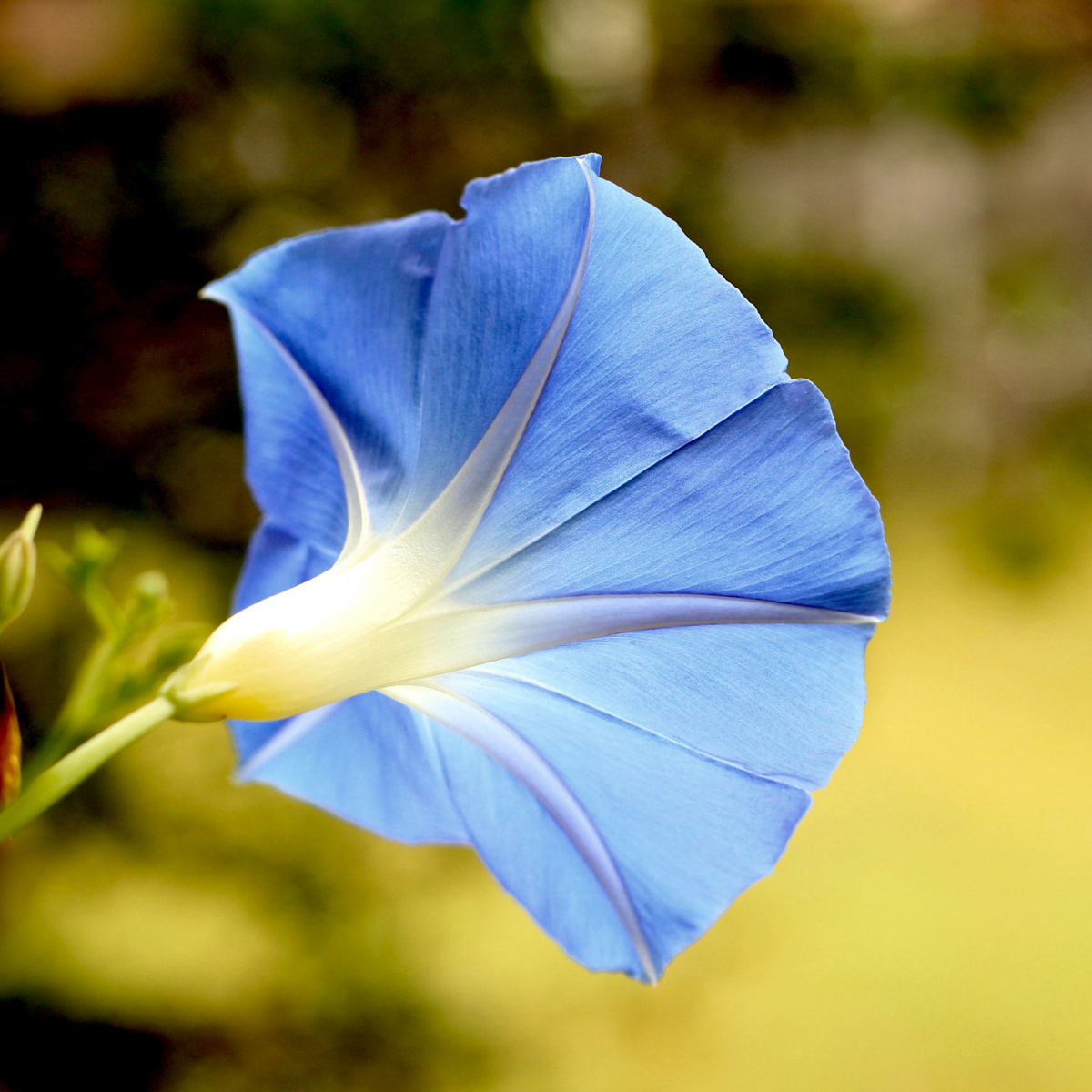 Heavenly Blue Morning Glory Seeds - Climbing Vine, 30+ seeds
