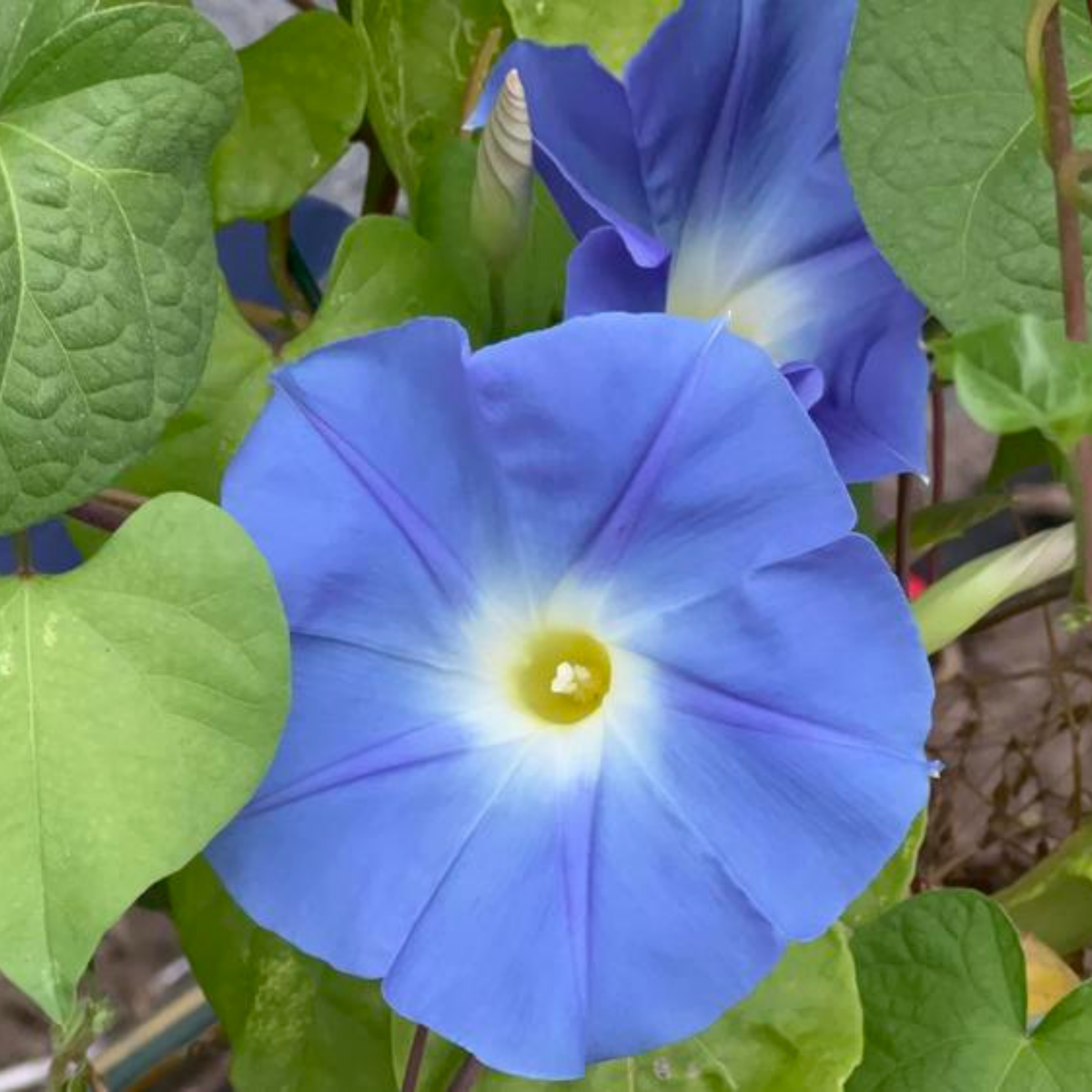 Heavenly Blue Morning Glory Seeds - Climbing Vine, 30+ seeds