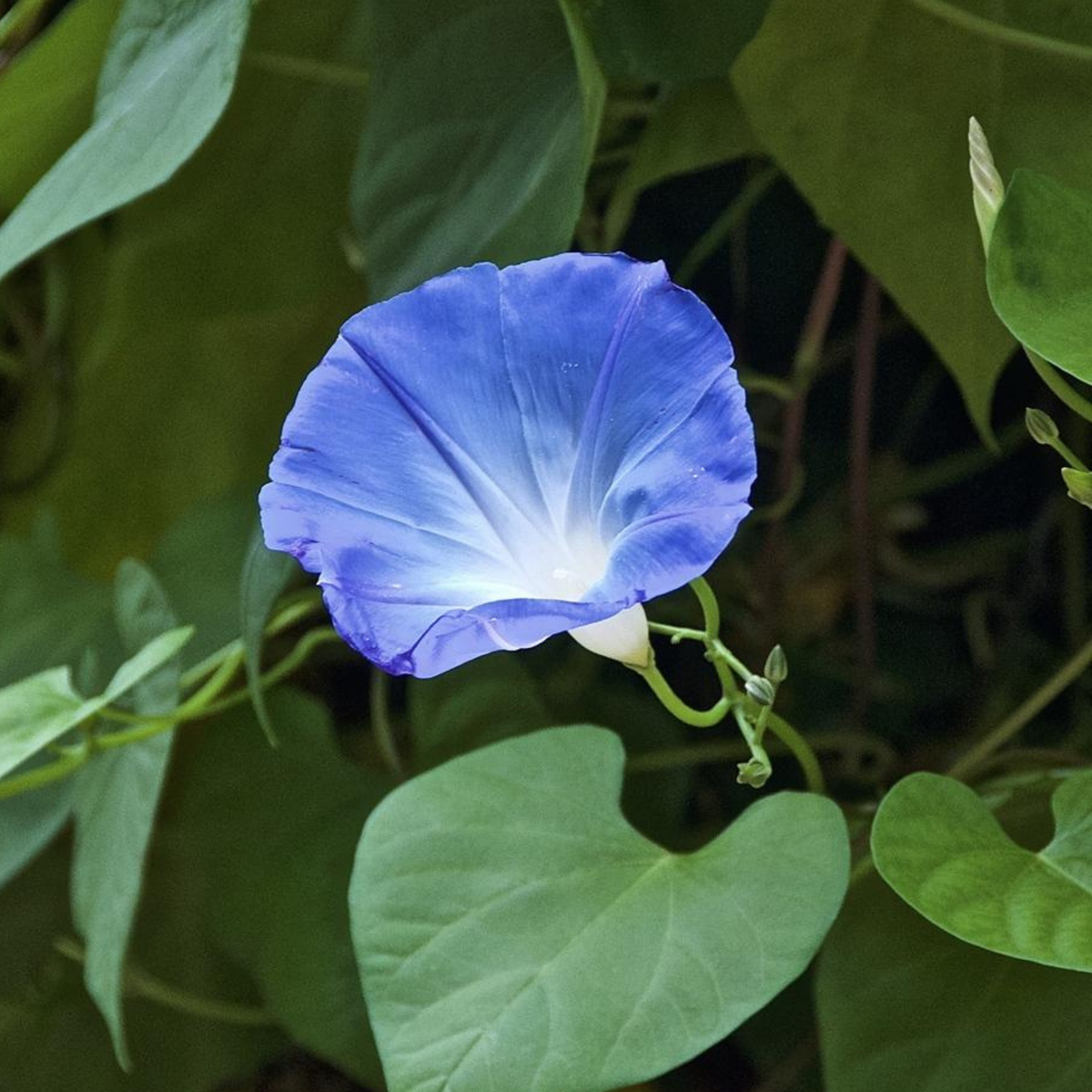 Heavenly Blue Morning Glory Seeds - Climbing Vine, 30+ seeds