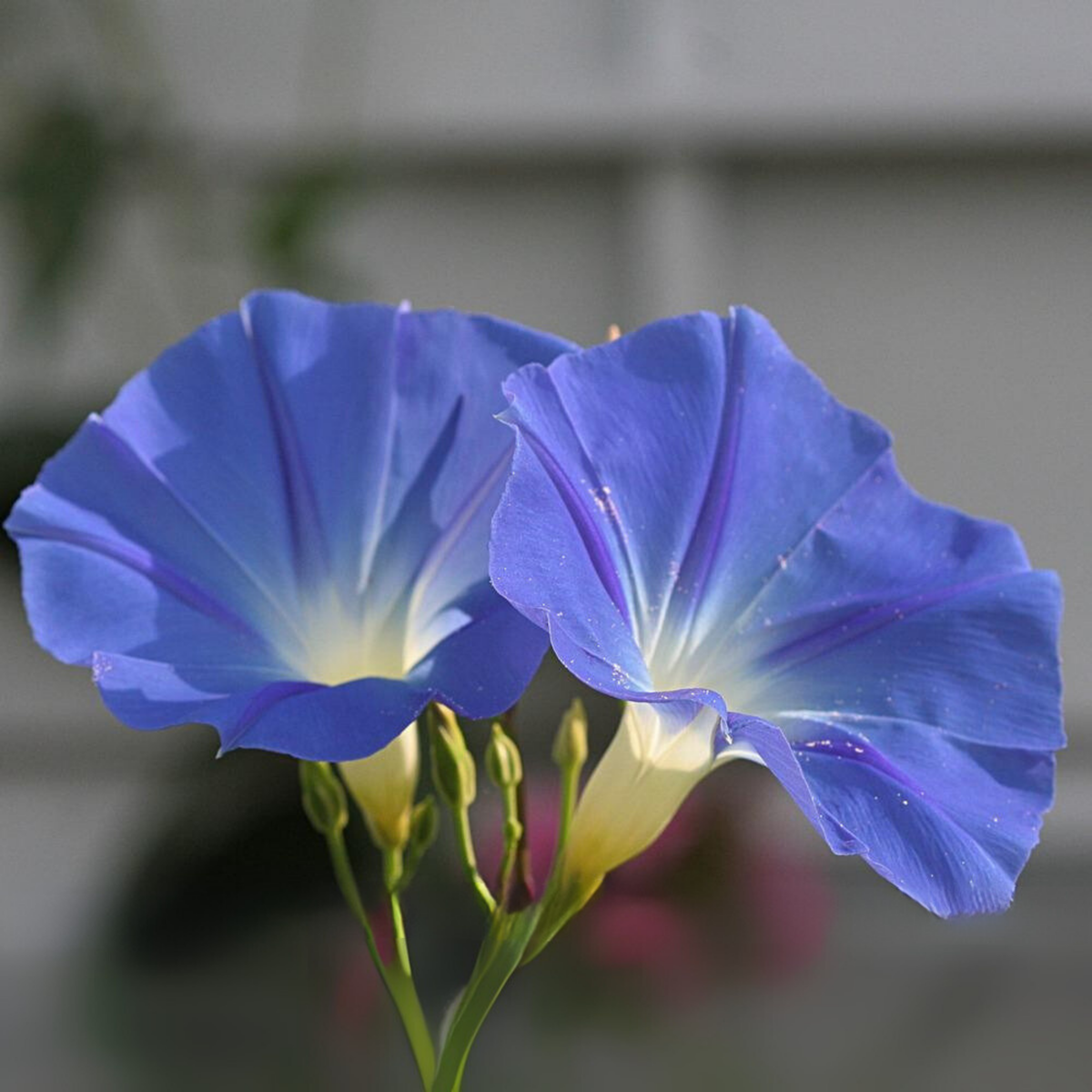 Heavenly Blue Morning Glory Seeds - Climbing Vine, 30+ seeds