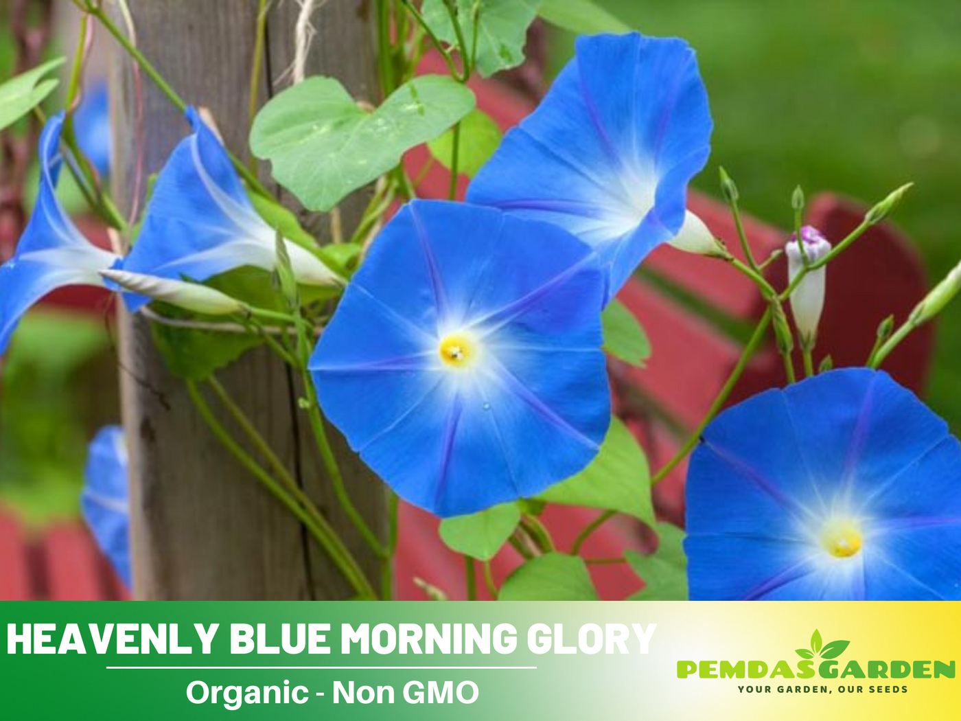 thumbnail image 2 of 400+ Heavenly Blue Morning Glory Seeds – Climbing Annual, Beautiful Fresh Flowers 2 of 3