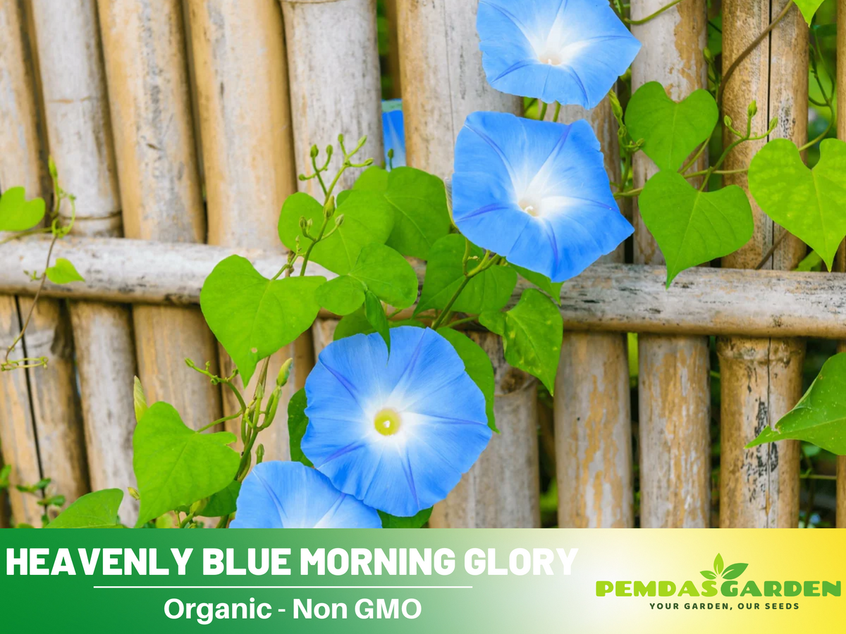 30+ Rare Seeds - Heavenly Blue Morning Glory Seeds #F001
