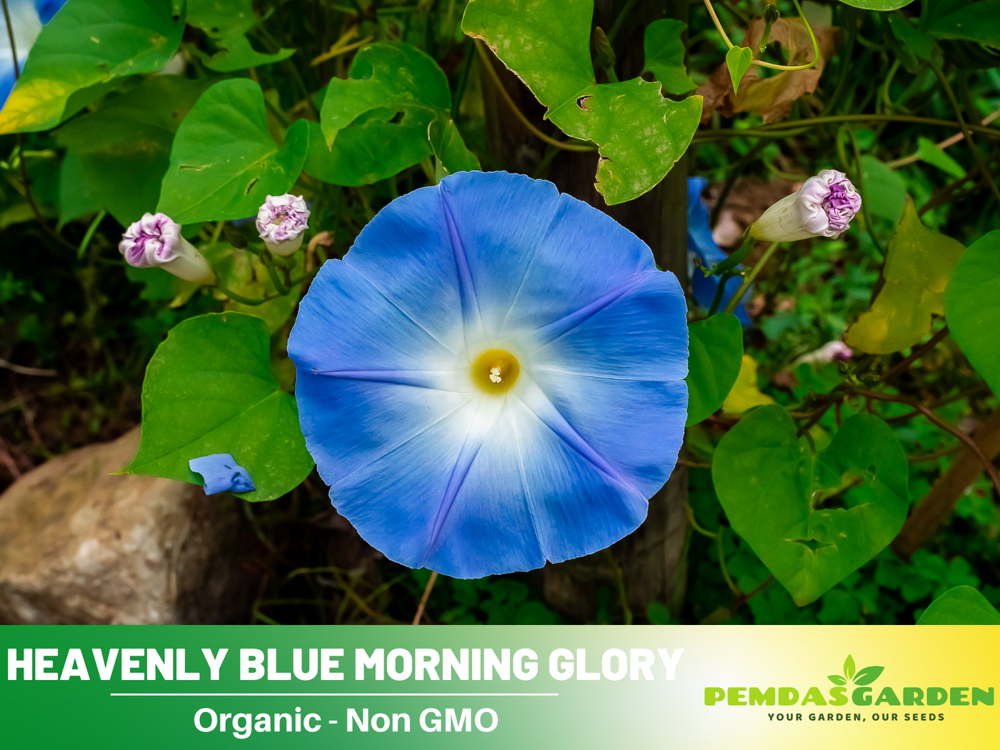 morning glory seeds organic 30+ Rare Seeds