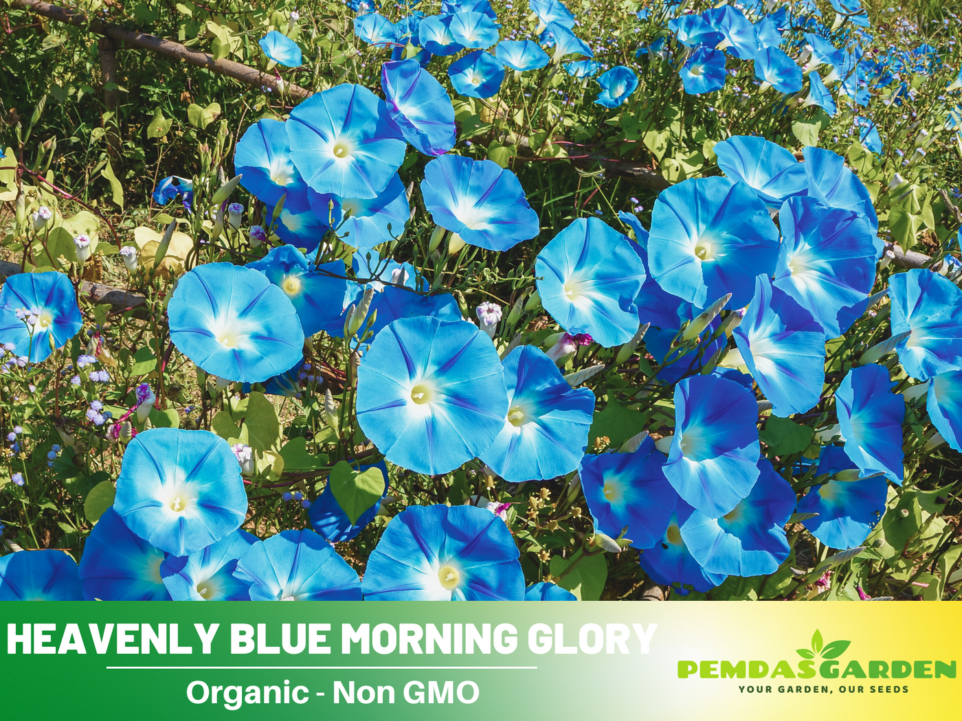 morning glory seeds heavenly blue 30+ Rare Seeds