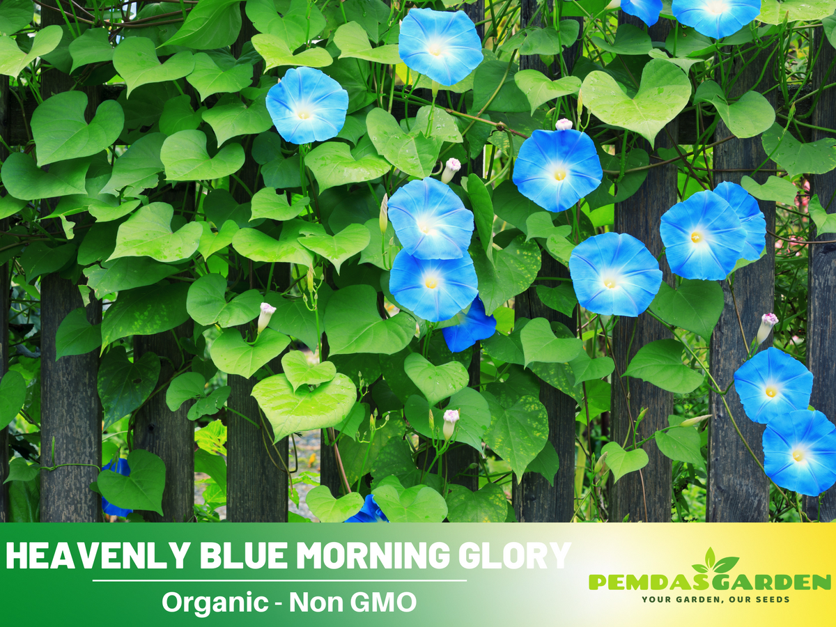 30+ Rare Seeds - Heavenly Blue Morning Glory Seeds #F001